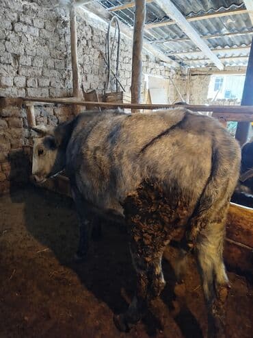 продажа домашних животных: Продаю | Бык (самец) | На откорм — 2