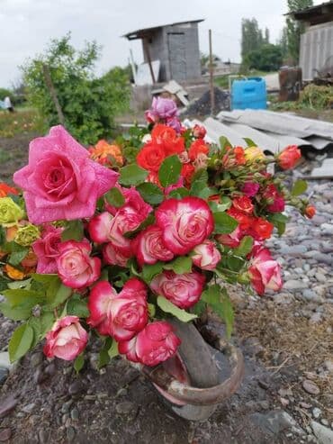 декоративные растения: Около 300 видов Саженцы садовых роз (разные сорта и окраски) - — 35