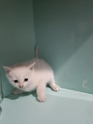 Отдам котят,в добрые руки