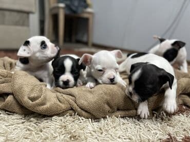 сколько стоит бульдог: Добрый день! Дамы и господа! Вашему вниманию предлагаются элитные — 6