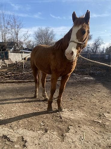 Собаки: Продаю | Конь (самец) | Полукровка | Рабочий — 2