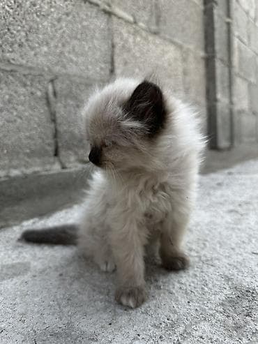 стрижка котов: Рэгдолл, 1 месяц, Мальчик, Приучена к лотку — 3