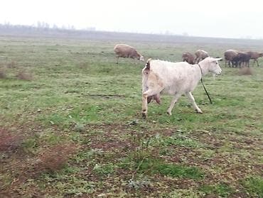 Продаю | Коза (самка) | Зааненская | Для разведения, Для молока