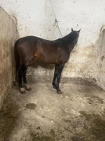 Продаю | Кобыла (самка) | Конный спорт