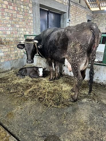 кукуруза семина: Продаю | Корова (самка) | Для молока | После отела — 1