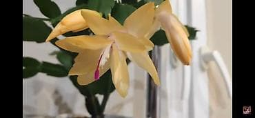 Декабрист желтый цвет