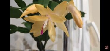 цветы много разных: Декабрист желтый цвет — 1