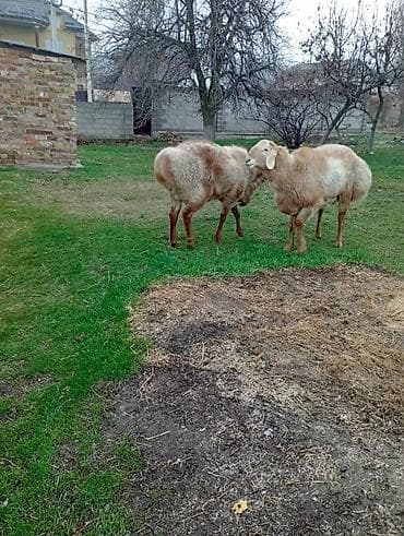 мясо кролик: Продаю | Овца (самка) | На забой | Ярка — 3