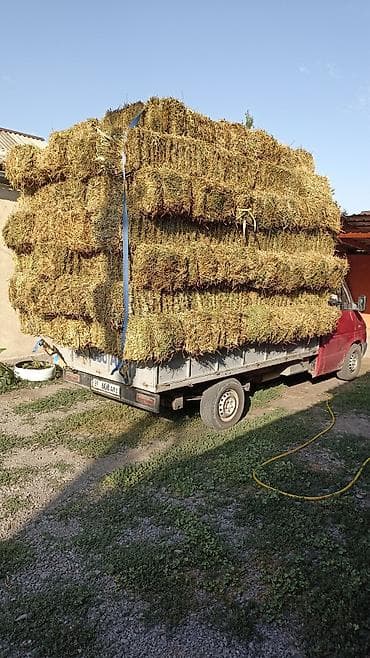 кукуруза прием: Клевер доставка есть1укос 92шт — 2