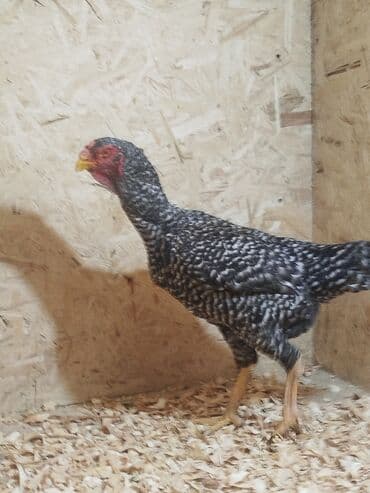 продажа охотничьих собак: Дакан тулок мекиш сатылат активный алмашу жолдору бар адрес Бишкек — 2