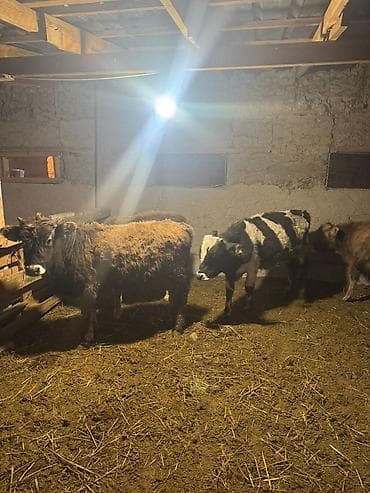 кремация животных бишкек: Продаю | Музоо, торпок | Полукровка | Для разведения — 6