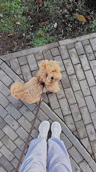 🐾 Заботливая передержка и выгул собак 🐾 Вам срочно нужно улететь — 2