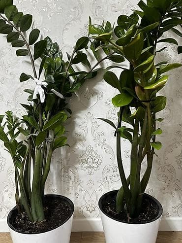 Хризантемы: Замиокулькас (Zamioculcas zamiifolia) в декоративном кашпо - Крупное — 2