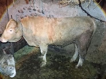 бычки бельгийские: Продаю | Бык (самец) | На откорм | Привязанные — 3