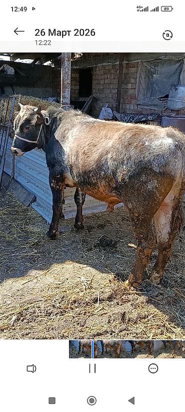 быки оптом: Продаю | Бык (самец) | На откорм | Привязанные — 4