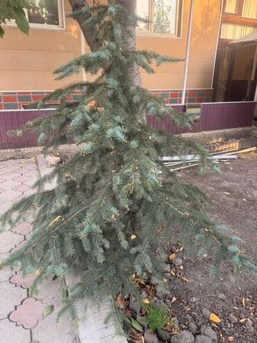 автоматический секатор для обрезки деревьев: Ель голубая (Picea pungens ‘Glauca’) - Породистая декоративная — 1