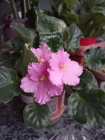 Фиалки и глоксинии: Фиалка 150 сом — 1