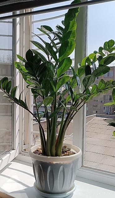 Замиокулькас (долларовое дерево) в декоративном пластиковом горшке с