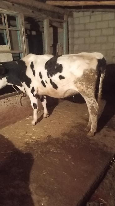 Айыл-чарба жаныбарлары: Сатам | Уй (ургаачы) | Голштин | Сүт алуу үчүн | Музоологондон кийин — 2