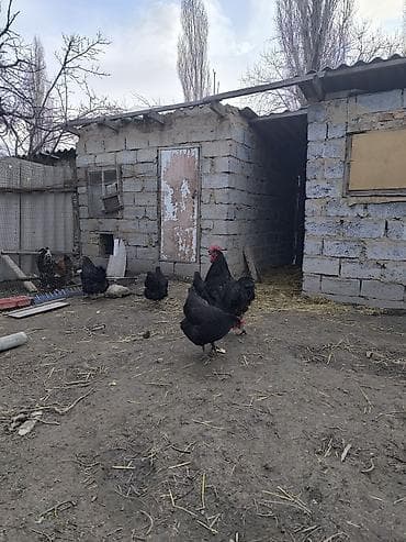 продаю овес: Продаю | Куры | Несушки — 5