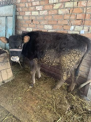 бирки для животных: Продаю | Тёлка | Полукровка | На откорм | Привязанные — 1