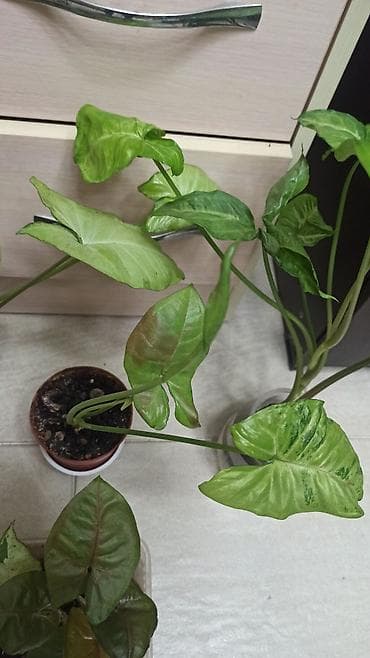 Алоэ: Смнгониумы детки, цена за штуку, район Ошского рынка, самовывоз — 8