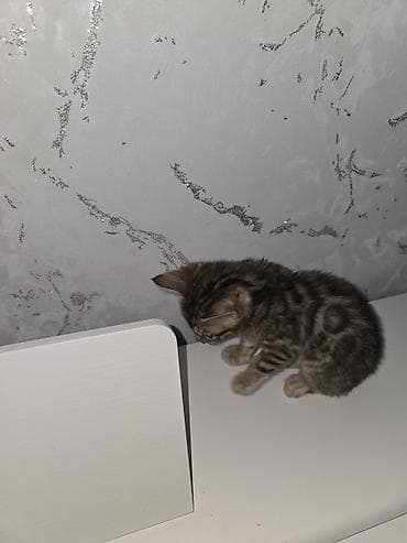 кошка шатланка: Бенгальская, 2 месяца, Мальчик — 3