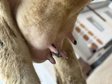 сүт багытындагы уй: Сатам | Уй (ургаачы) | Аргын | Сүт алуу үчүн — 6