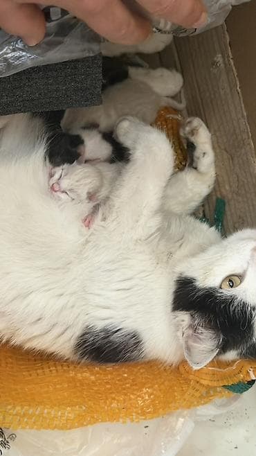 коты бишкек: Котята от домашней кошки - Помёт новорождённых котят: в помёте — 1