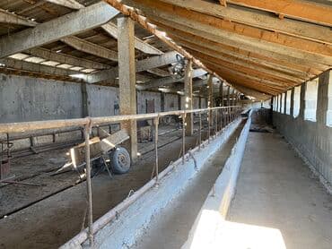 село раздольное кыргызстан: Сдаю в аренду базу в селе Раздольное для МРС и КРС(бычки 100 голов) — 4