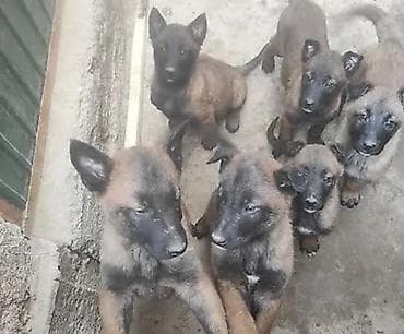 Иттер сатылат: Бельгийская овчарка Малинуа — 1