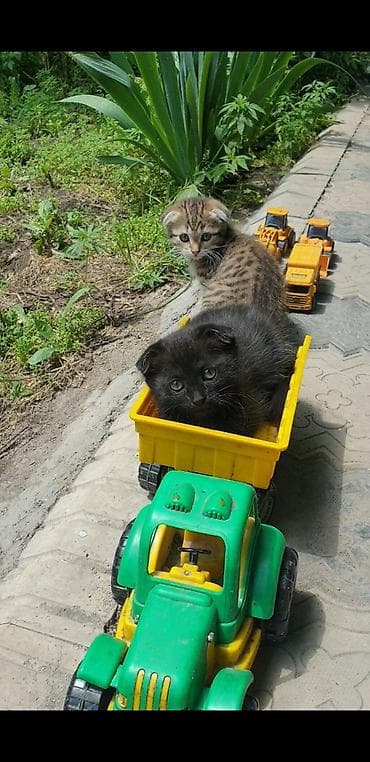 все животные: Котята с вислоухими ушками от домашней кошки-скоттиш (на фото с — 3