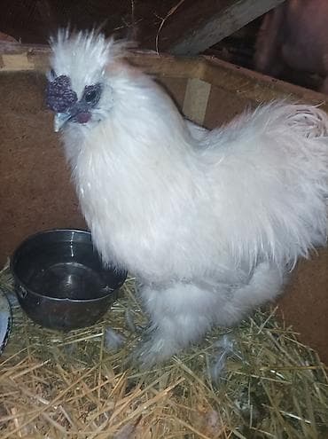 Сатам | Тооктор | Союуга, Көбөйтүү үчүн — 7