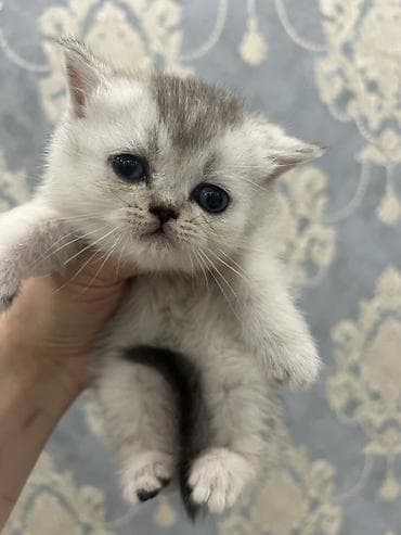 кошка шиншилла: Британская короткошёрстная, 1 месяц, Мальчик, Серебристая шиншилла, Приучена к лотку — 1