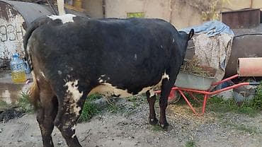 продаю телка: Продаю | Корова (самка) | Для молока — 1
