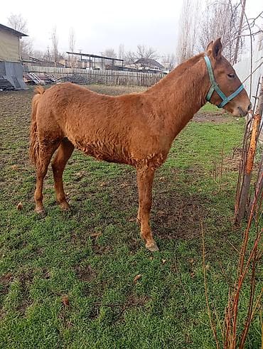 Баран, овца: Продаю | Жеребенок | Конный спорт — 3