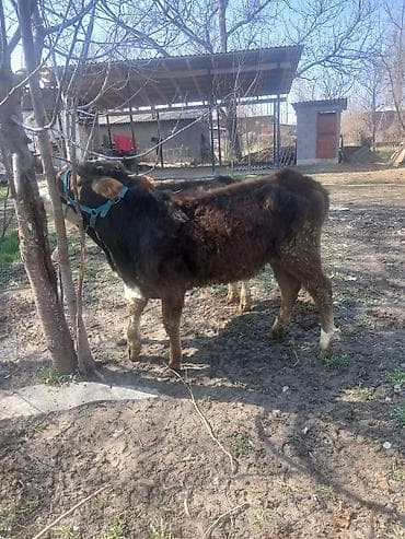 белый фазан: Продаю | Бык (самец) | Алатауская | На откорм | Привязанные — 6