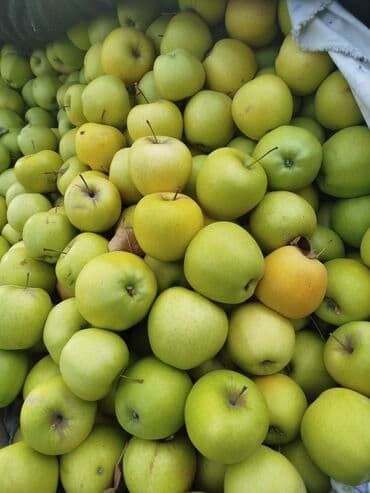 помидор урук: Алмалар — 3