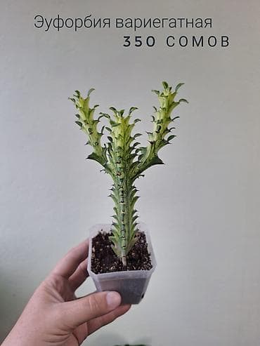 милионник: 🌿 Комнатные растения/цветы (детки/молодые растения). 🪴 Названия и цены — 4