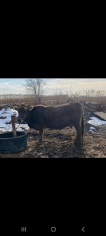 Грызуны: Продаю | Корова (самка) | Для молока — 5