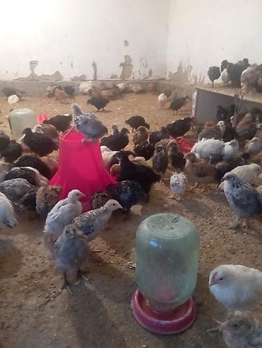 цыпа: Продаю | Цыплята | Для разведения — 8