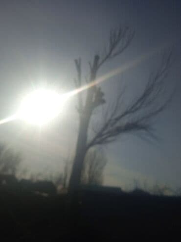 тополы тополя: Тополь карагач и другие е пилим покупаем сами пилим и самовывоз спилим — 6