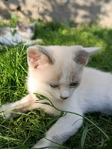 Мышыктар: 🐱 Отдаем котят в добрые руки 🐱 Ищем любящих и ответственных хозяев — 5