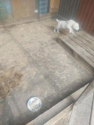 Продажа собак: Продаю щенков Алабай, девочка 2 месяца — 3