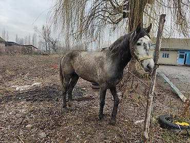 бышты: Сатам | Жылкы (эркек) — 3