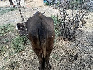 голова корова: Продаю | Корова (самка) | Привязанные — 7