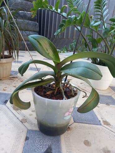 купить полку для цветов: Этажерка для цветов, Б/у, Железо, Самовывоз — 7