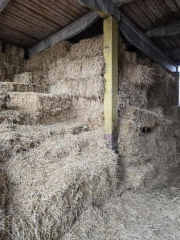 Животные: Солома в тюках - Прессованные прямоугольные тюки из злаковой соломы — 1