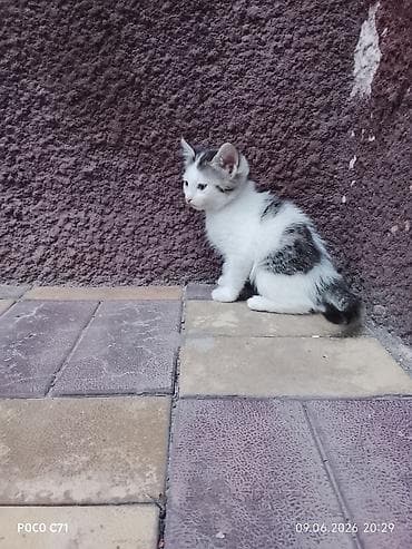 котята 1 месяц: Котята, домашние Описание: - Милые короткошёрстные котята 1 помёта — 3