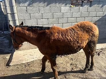 Продаю | Жеребенок | Рабочий